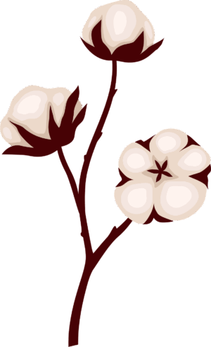 cotton-clipart-a-flower-with-white-petals-on-black-background