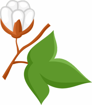 cotton-clipart-a-white-flower-with-green-leaves