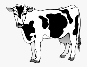 cow-clipart-black-and-white-a-cow-with-black-and-white-face