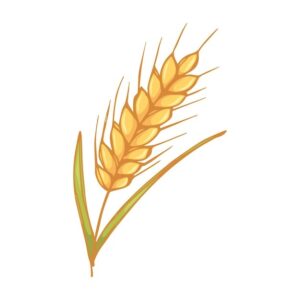 crops-clipart-a-wheat-plant-with-stalk-of