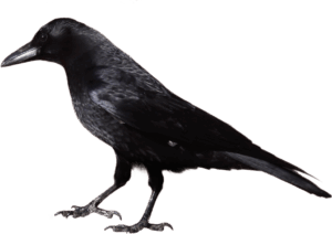 crow-clipart-a-black-bird-with-red-beak-and-white
