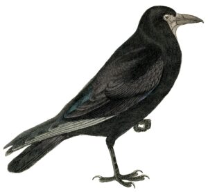 crow-clipart-a-black-bird-with-white-beak-and-long