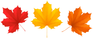 cute-fall-leaves-clipart-three-maple-leaves