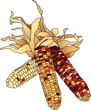 cute-november-clipart-corn-clipart