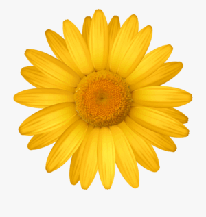 daisy-flower-clipart-a-yellow-flower-with-white-background