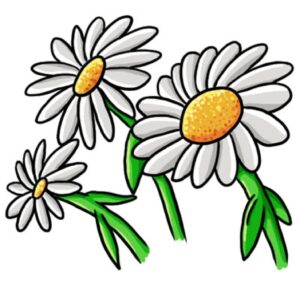 daisy-flower-clipart-three-dai