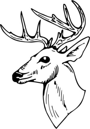 deer-head-clipart-a-deer-head-with-ant