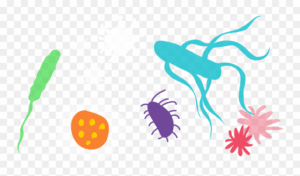 disease-clipart-a-group-of-bugs-and-bugs-with-one-beetle-on-the-left-side