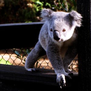 drop-bear-clipart-a-koala-is-sitting-on-fence