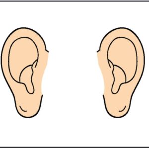ears-clipart-a-diagram-of-the-ear
