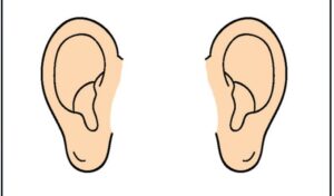 ears-clipart-a-diagram-of-the-ear-two
