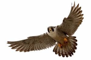 falcon-clipart-a-bird-flying-in-the-air-with-its-wings-spread