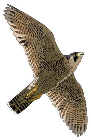 falcon-clipart-a-bird-flying-in-the-air-with-its-wings-spread-two