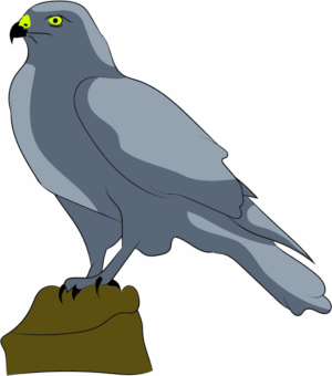 falcon-clipart-a-bird-sitting-on-rock