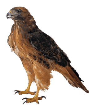 falcon-clipart-a-bird-with-black-background