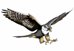 falcon-clipart-a-bird-with-its-wings-spread-out