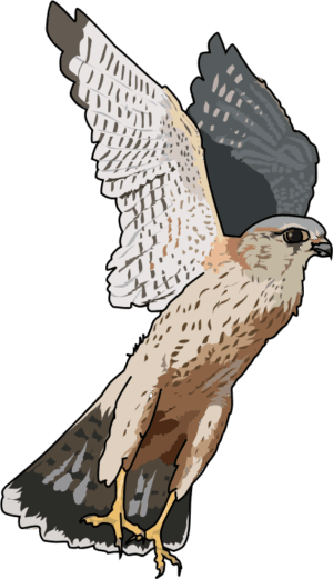 falcon-clipart-a-hawk-flying-with-its-wings-spread