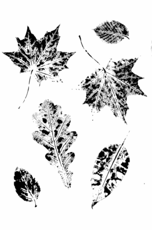 fall-leaves-clipart-black-and-white-a-set-of-four-black-and-white-leaves