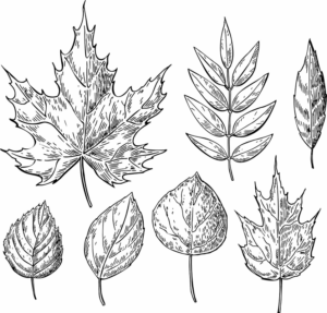fall-leaves-clipart-black-and-white-a-set-of-four-leaves