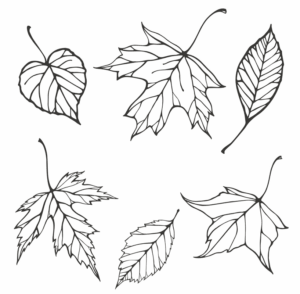 fall-leaves-clipart-black-and-white-four-leaves-coloring-pages