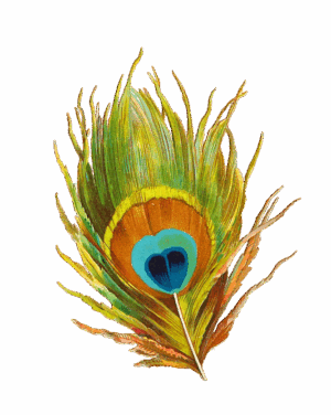 feathers-clipart-a-colorful-peacock-feather-on-black-background