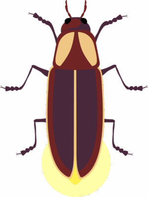 firefly-clipart-a-beetle-with-long-brown-body