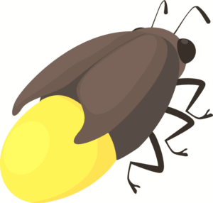 firefly-clipart-a-brown-beetle-with-yellow-egg