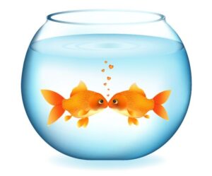 fish-bowl-clipart-two-goldfishs-in-a-bowl