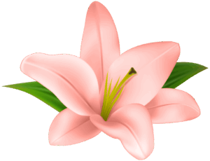 flower-clipart-transparent-background-a-pink-flower-with-green-leaves
