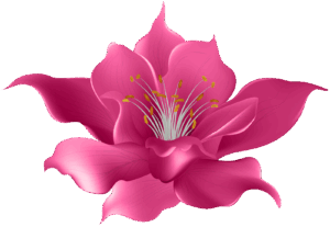 flower-clipart-transparent-background-a-pink-flower-with-white-center
