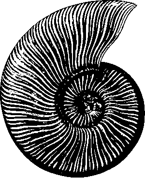 fossil-clipart-a-black-background-with-white-and-red-flower