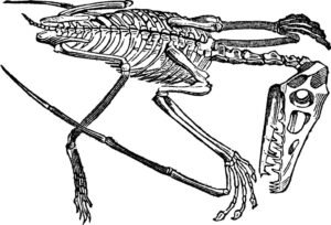 fossil-clipart-a-skeleton-with-on-it