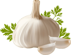 garlic-clipart