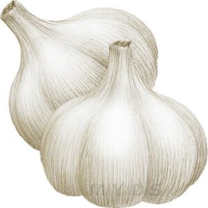 garlic-clipart-garlic-drawing-by-the-onion