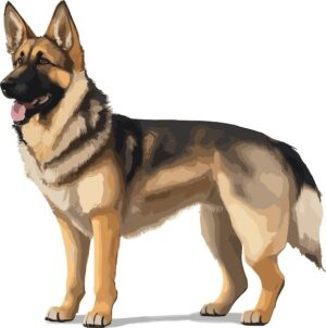 german-shepherd-clipart-a-german-shepherd-dog-standing-on-white-background