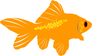 goldfish-clipart-a-goldfish-with-red-eye