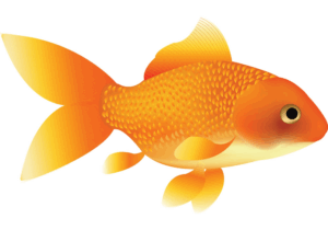 goldfish-clipart-a-goldfish-with-white-background