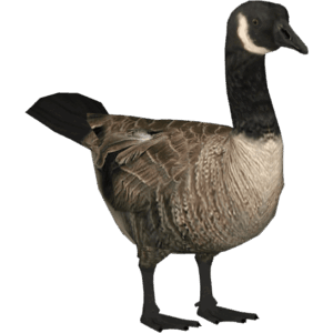 goose-clipart-a-duck-standing-on-black-background