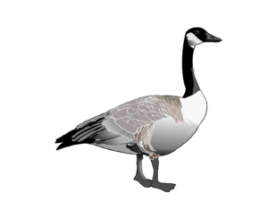 goose-clipart-a-goose-standing-on-black-background-two