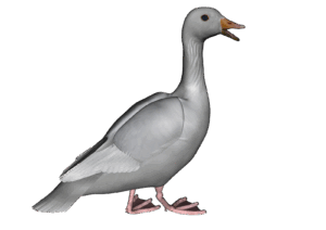 goose-clipart-a-white-bird-with-pink-beak-and-black-background