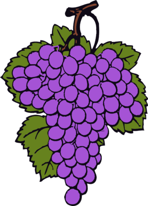 grape-clipart-a-bunch-of-grapes