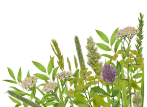 greenery-clipart-a-bunch-of-flowers-and-leaves-on-white-background