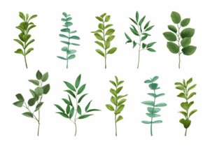 greenery-clipart-a-set-of-green-leaves