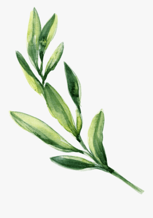 greenery-clipart-a-watercolor-painting-of-green-plant