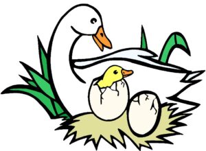 guinea-pig-clipart-a-baby-bird-in-nest