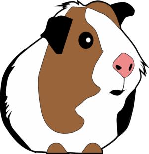 guinea-pig-clipart-guinea-clipart