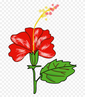hawaiian-flower-clipart-a-red-flower-with-green-leaves-on-white-background