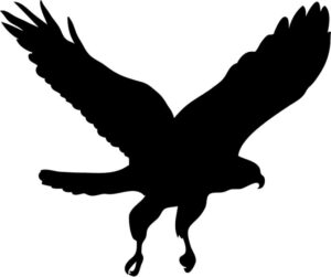 hawk-clipart-a-black-and-white-silhouette-of-bird