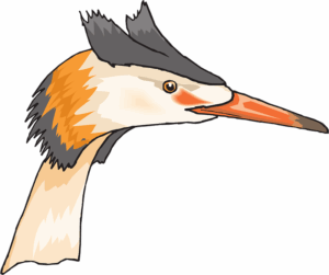 head-clipart-a-bird-with-long-beak-and-orange