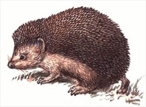 hedgehog-clipart-a-hedge-is-sitting-on-the-ground